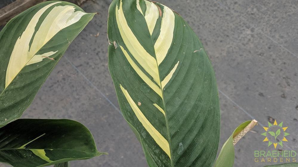 Foliage of tropical Dragon | Browse online