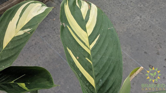 Foliage of tropical Dragon | Browse online