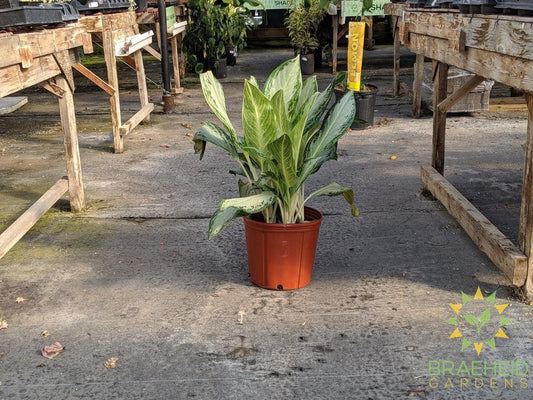 Large Silver Bay Chinese Evergreen - NO SHIP
