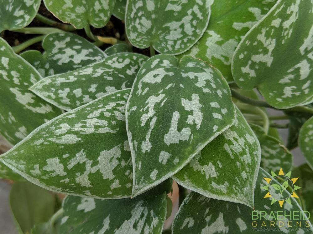 Scindapsus Pictus argyraeus leaf