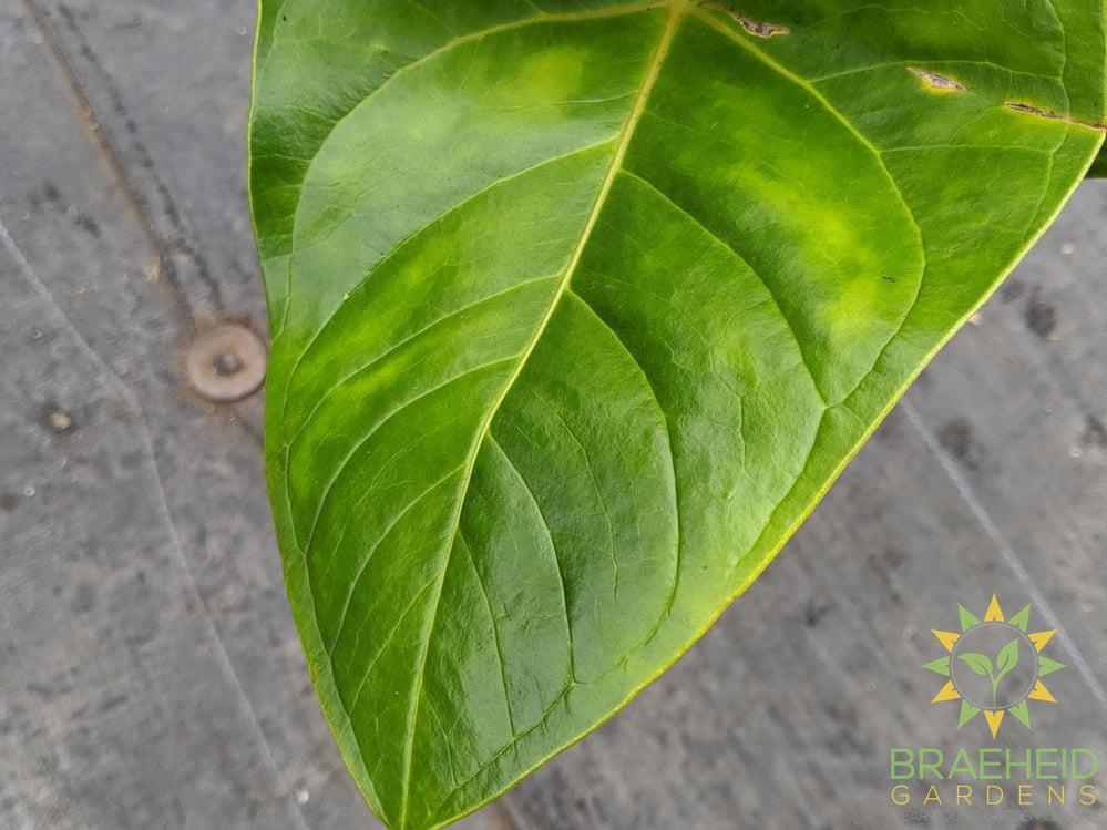 Large Anthurium Flamingo Flower - NO SHIP