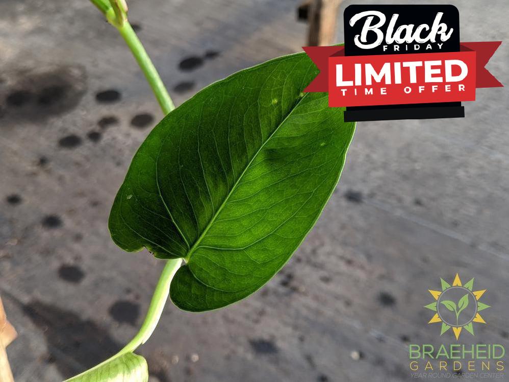 Jade Pothos Leaf foliage