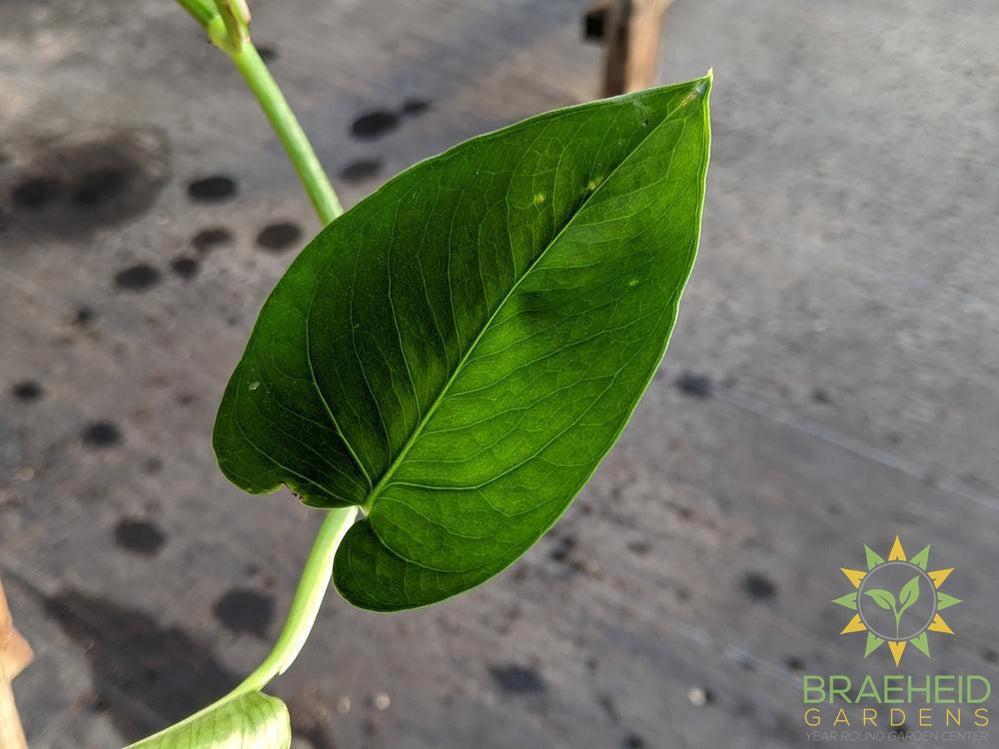 Jade Pothos Leaf foliage