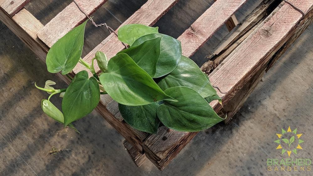 Heart Leaf Philodendron