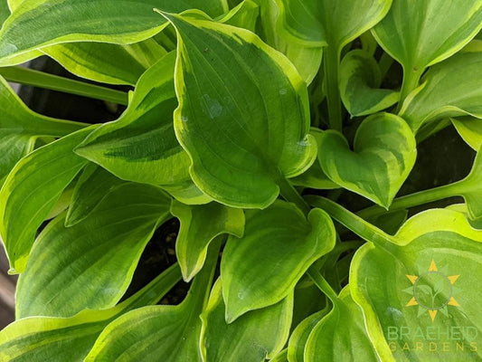 Hosta 'Color Festival' - NO SHIP -
