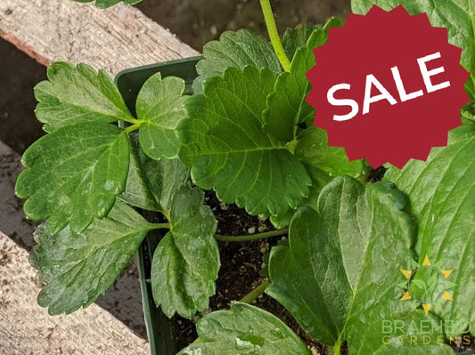 Strawberry Fragaria 'Galore' -NO SHIP-