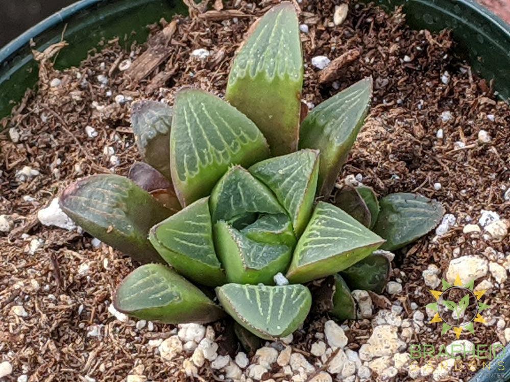 Haworthia retusa