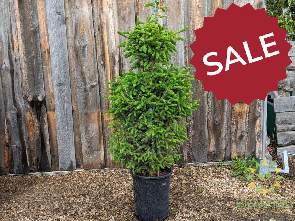 Black Hills Spruce- Tree for sale, Grown in Grande Prairie -Braeheid Gardens Ltd. on Emerson Trail