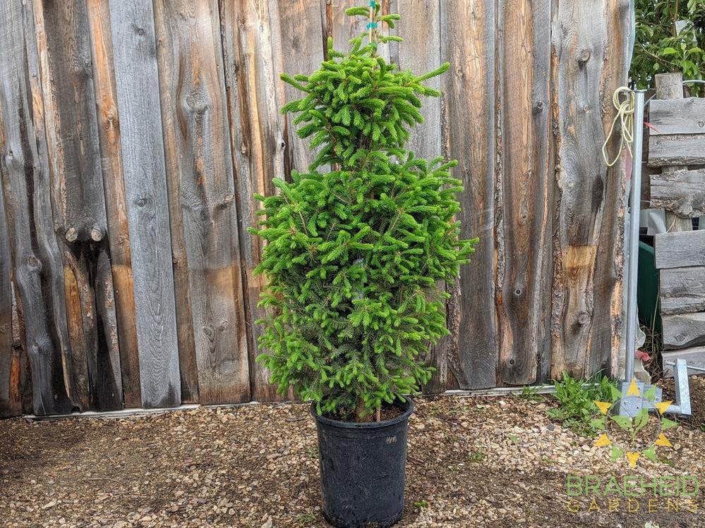 Black Hills Spruce- Tree for sale, Grown in Grande Prairie -Braeheid Gardens Ltd. on Emerson Trail