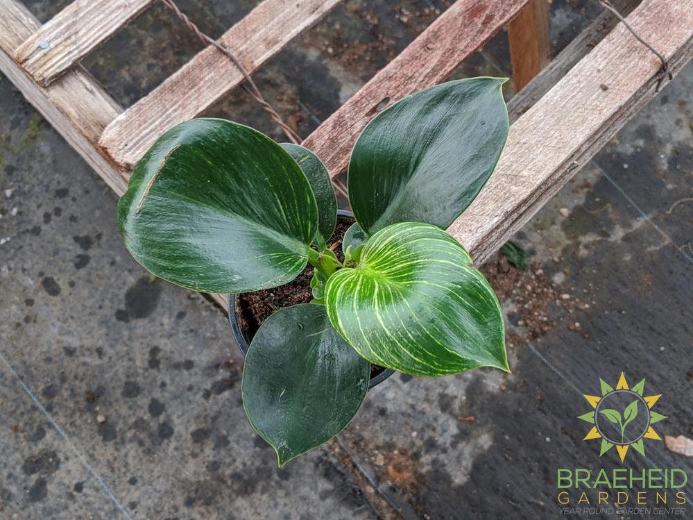 Philodendron Birkin
