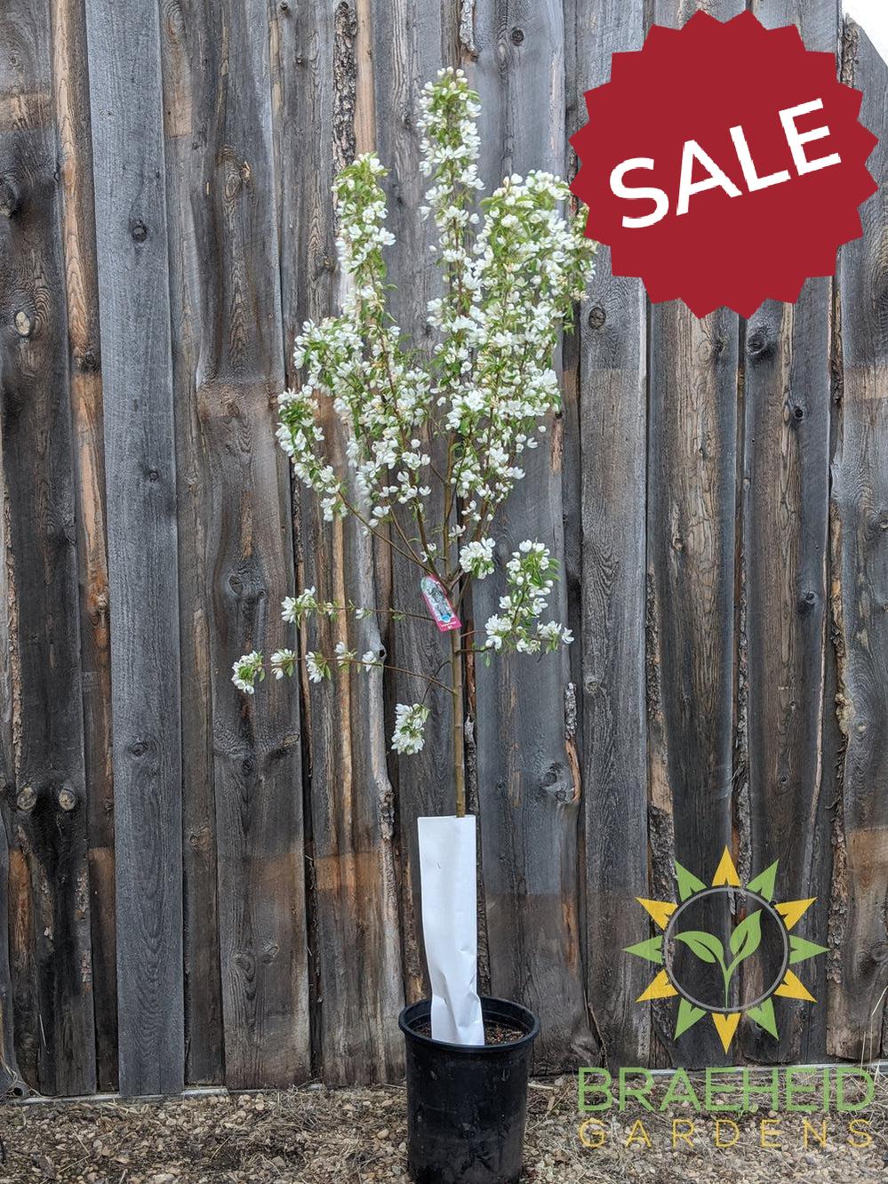 Spring Snow Crabapple (No-Fruit)- Tree for sale, Grown in Grande Prairie -Braeheid Gardens Ltd. on Emerson Trail