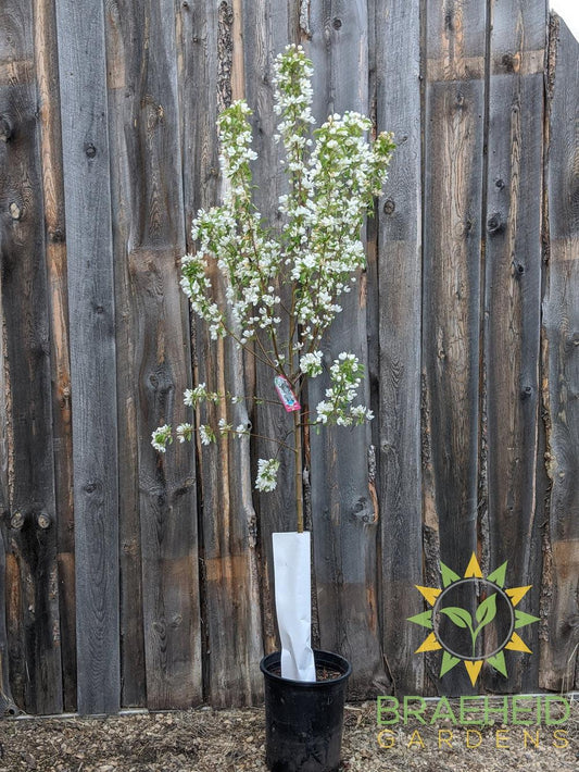 Spring Snow Crabapple (No-Fruit)- Tree for sale, Grown in Grande Prairie -Braeheid Gardens Ltd. on Emerson Trail