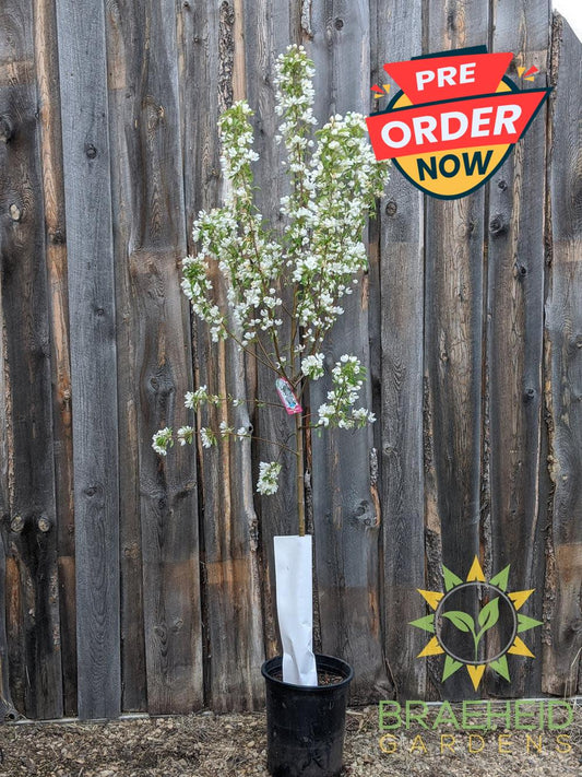 Spring Snow Crabapple (No-Fruit)- Tree for sale, Grown in Grande Prairie -Braeheid Gardens Ltd. on Emerson Trail