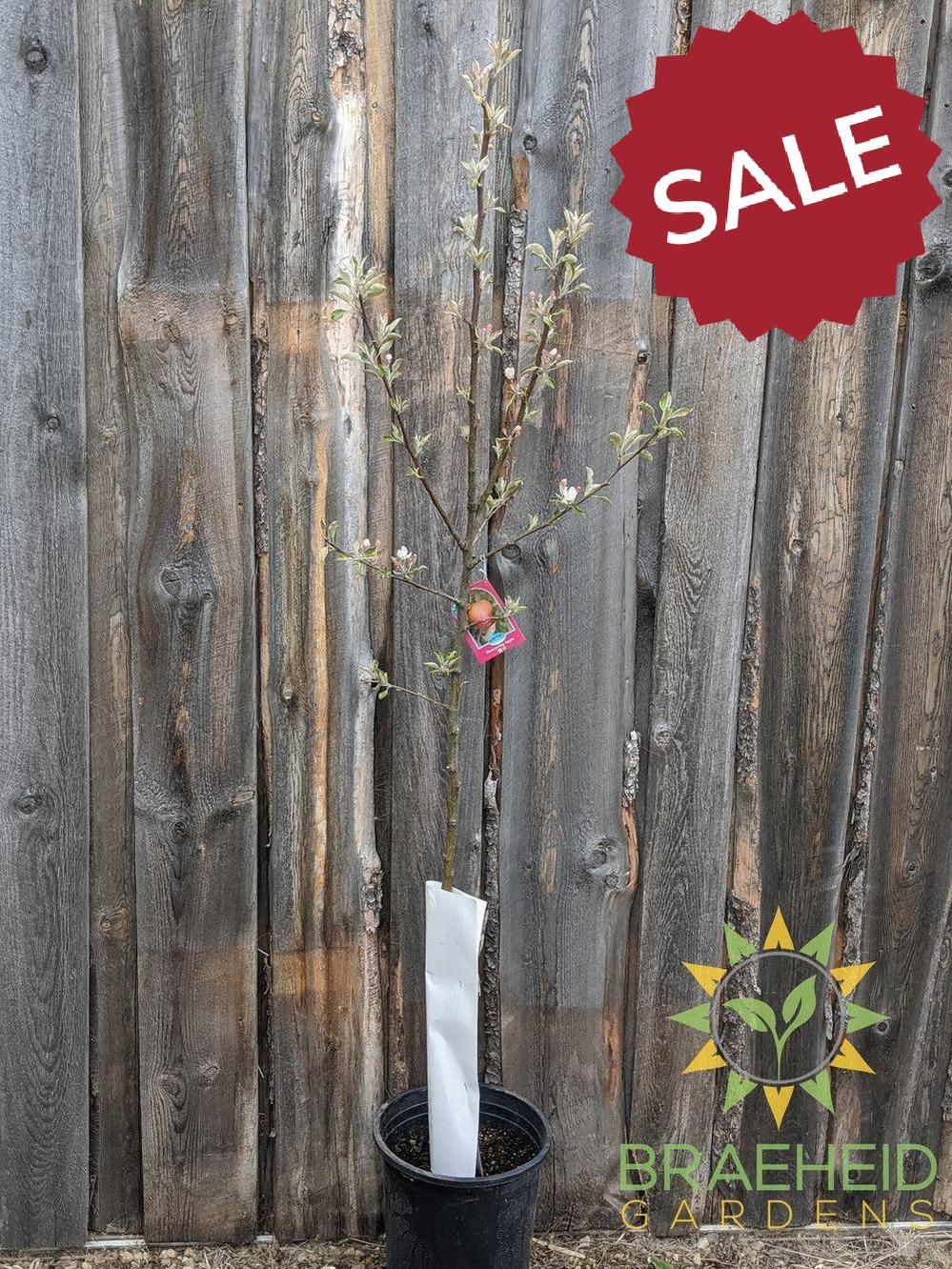 Honeycrisp Apple- Tree for sale, Grown in Grande Prairie -Braeheid Gardens Ltd. on Emerson Trail