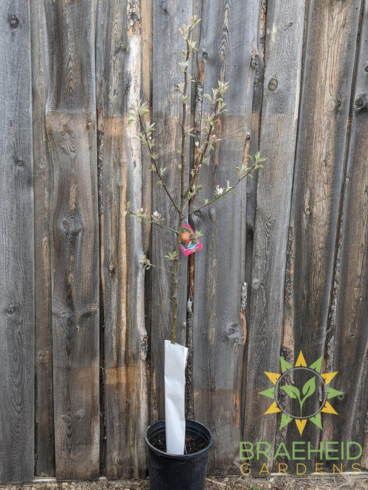 Honeycrisp Apple- Tree for sale, Grown in Grande Prairie -Braeheid Gardens Ltd. on Emerson Trail
