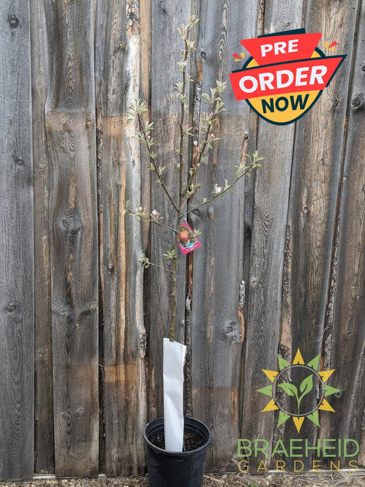 Honeycrisp Apple- Tree for sale, Grown in Grande Prairie -Braeheid Gardens Ltd. on Emerson Trail