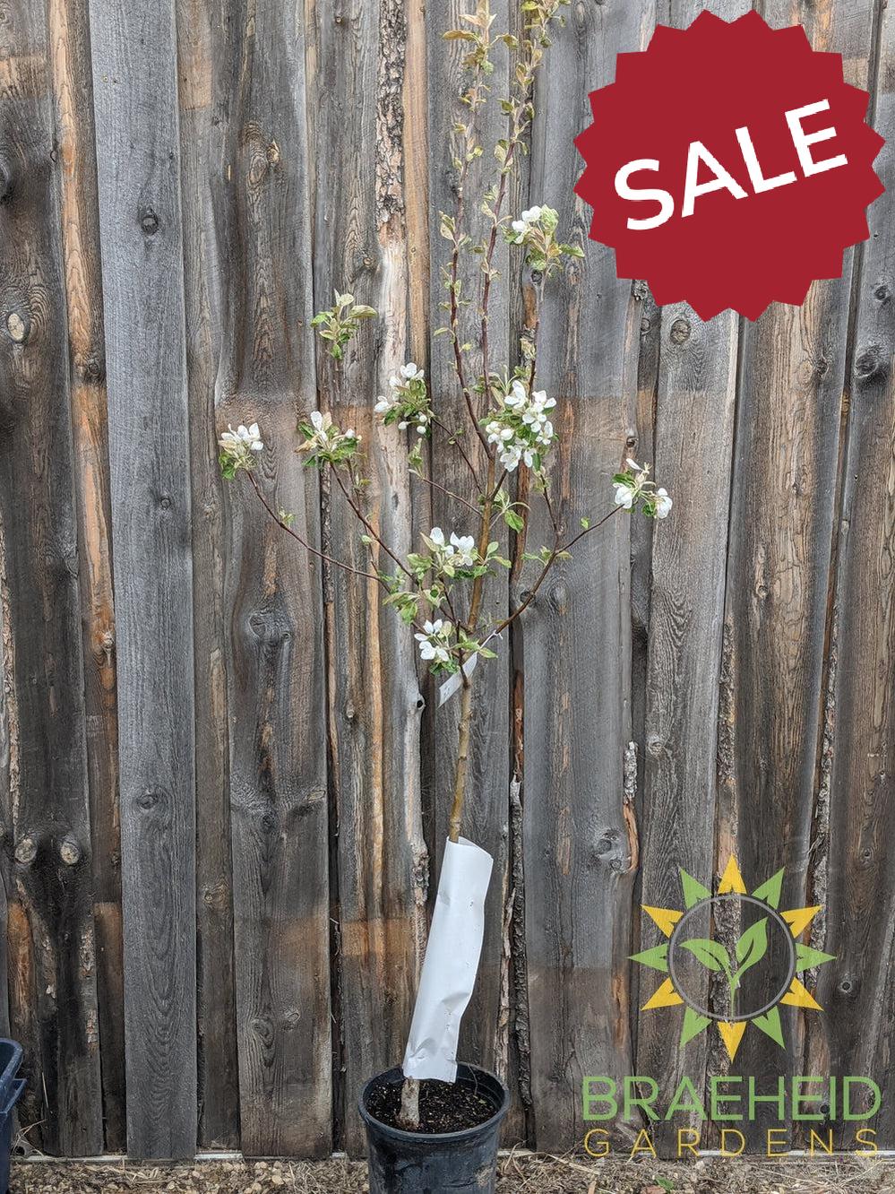 Parkland Apple- Tree for sale, Grown in Grande Prairie -Braeheid Gardens Ltd. on Emerson Trail