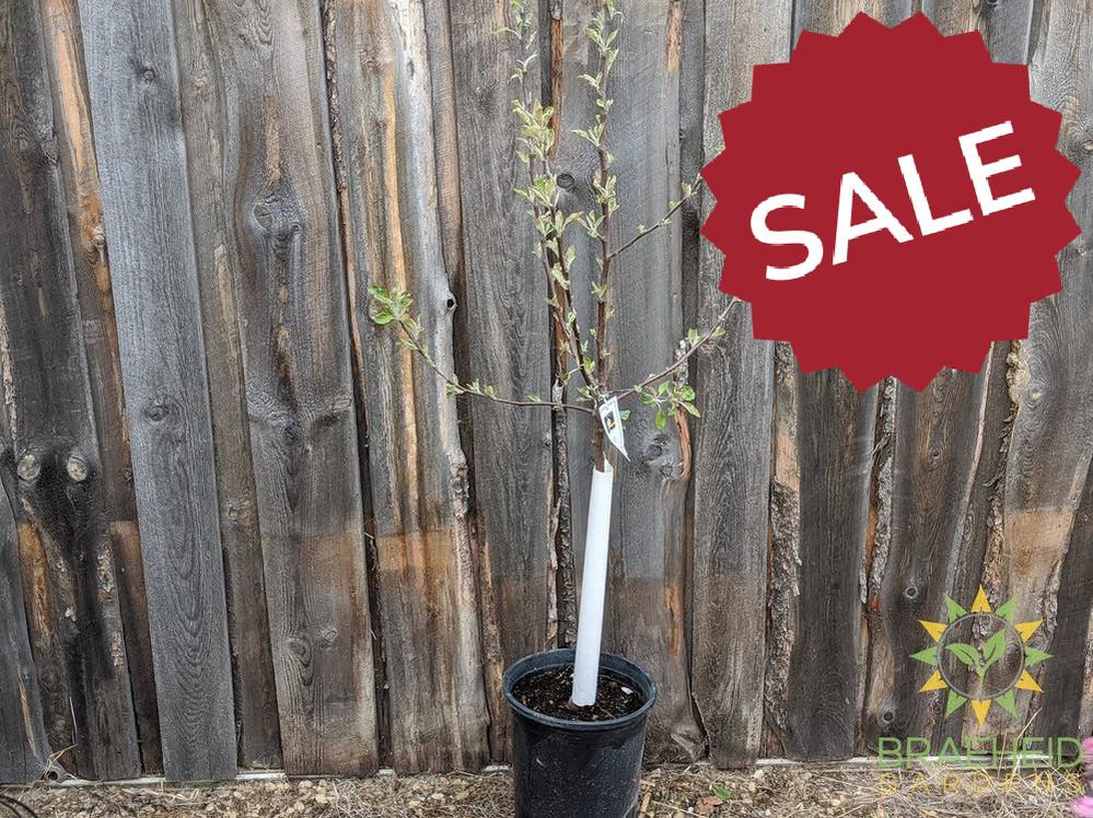 Goodland Apple- Tree for sale, Grown in Grande Prairie -Braeheid Gardens Ltd. on Emerson Trail