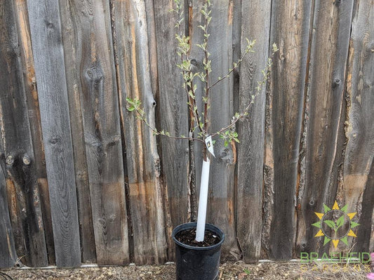 Goodland Apple- Tree for sale, Grown in Grande Prairie -Braeheid Gardens Ltd. on Emerson Trail