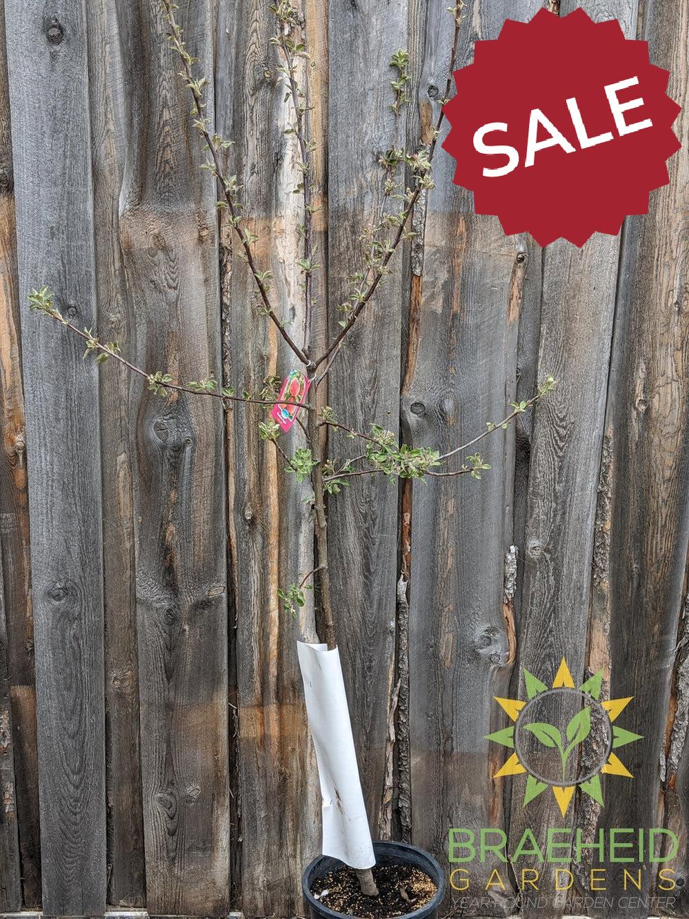 Haralson Apple- Tree for sale, Grown in Grande Prairie -Braeheid Gardens Ltd. on Emerson Trail