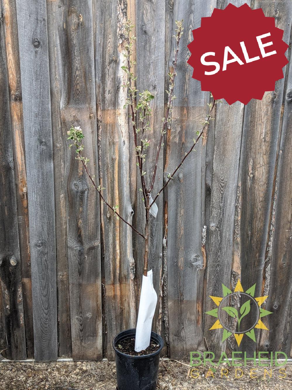 Norland Apple- Tree for sale, Grown in Grande Prairie -Braeheid Gardens Ltd. on Emerson Trail