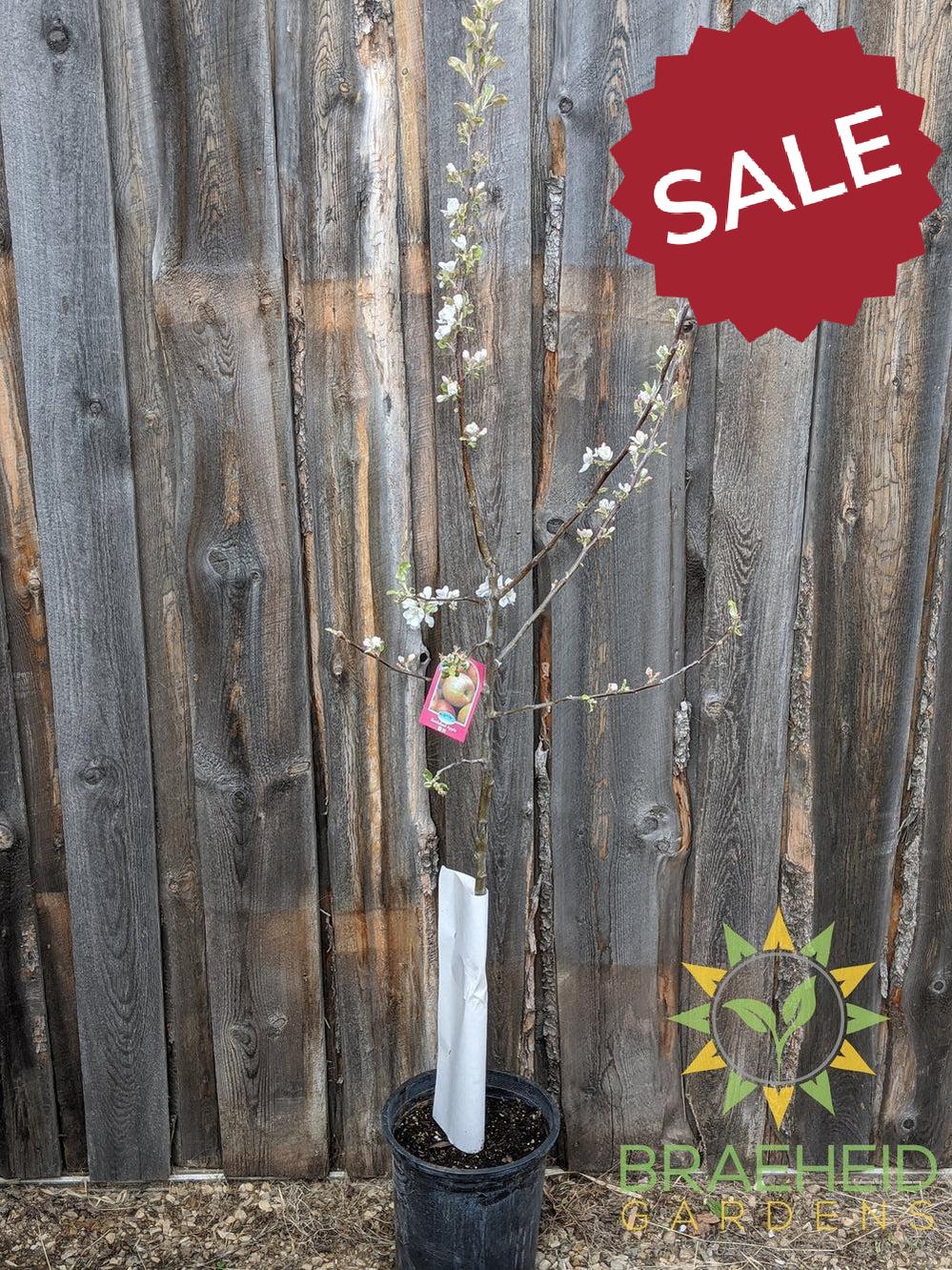 Battleford Apple- Tree for sale, Grown in Grande Prairie -Braeheid Gardens Ltd. on Emerson Trail