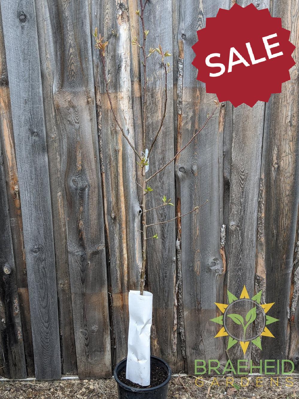Golden Spice Pear- Tree for sale, Grown in Grande Prairie -Braeheid Gardens Ltd. on Emerson Trail