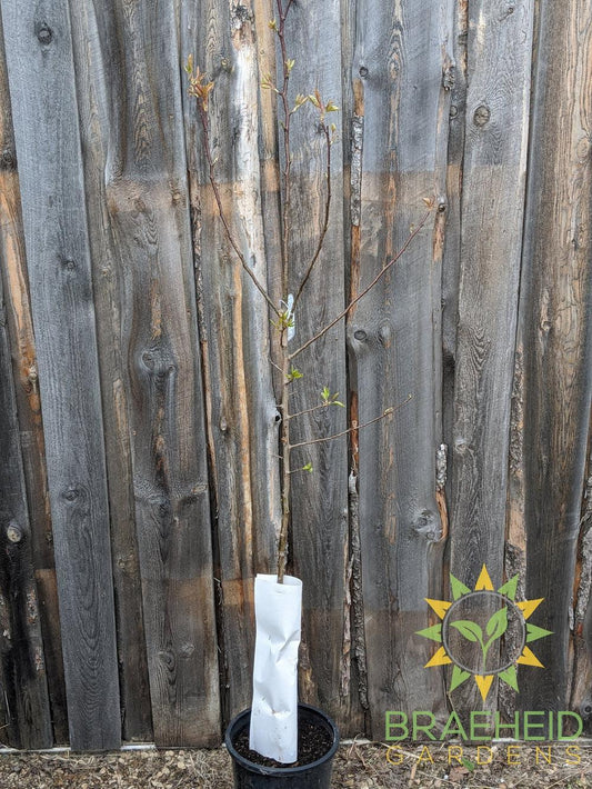 Golden Spice Pear- Tree for sale, Grown in Grande Prairie -Braeheid Gardens Ltd. on Emerson Trail