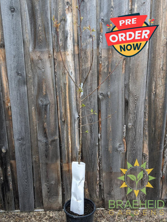 Golden Spice Pear- Tree for sale, Grown in Grande Prairie -Braeheid Gardens Ltd. on Emerson Trail