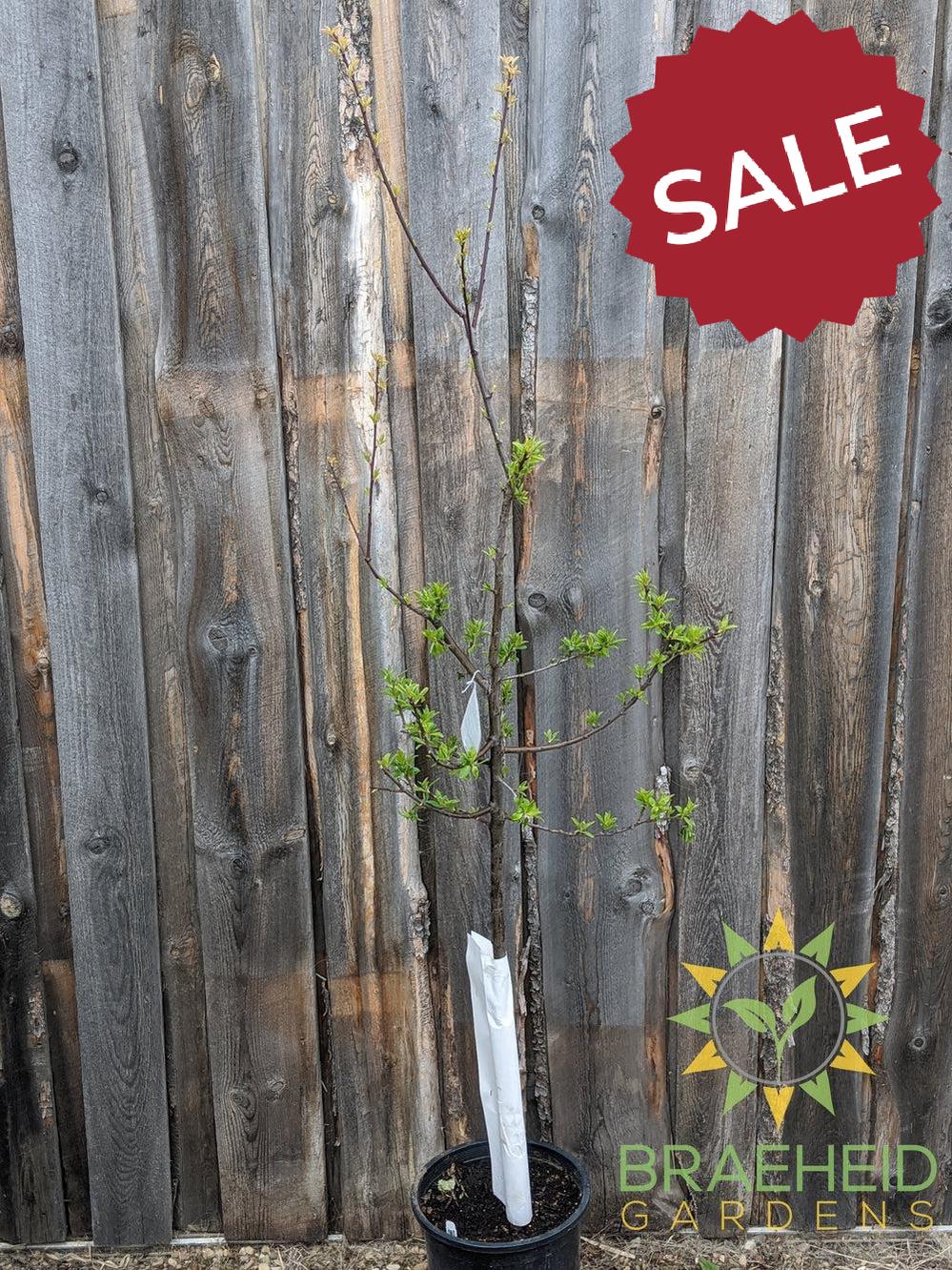 Mount Royal Plum- Tree for sale, Grown in Grande Prairie -Braeheid Gardens Ltd. on Emerson Trail
