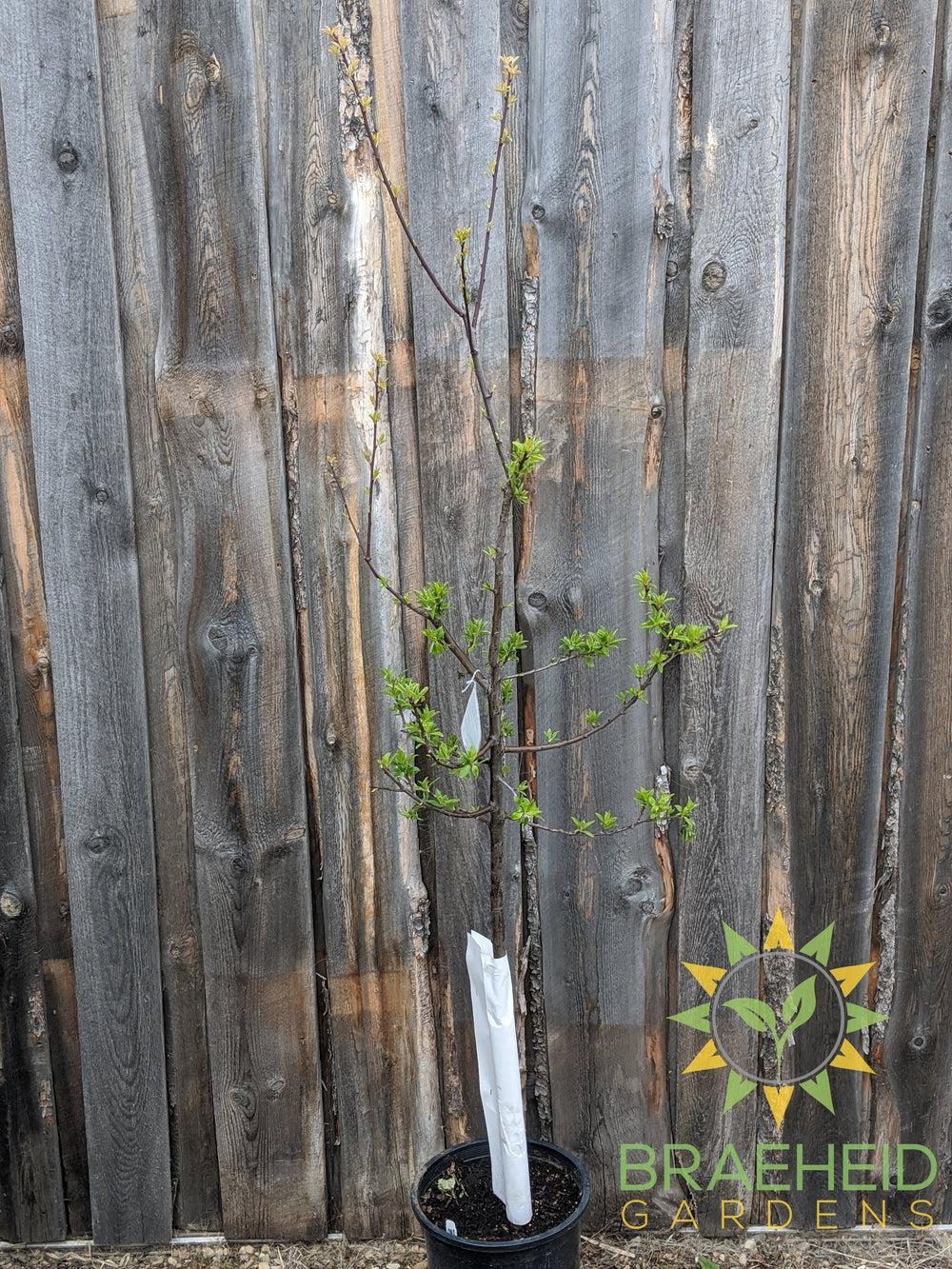 Mount Royal Plum- Tree for sale, Grown in Grande Prairie -Braeheid Gardens Ltd. on Emerson Trail