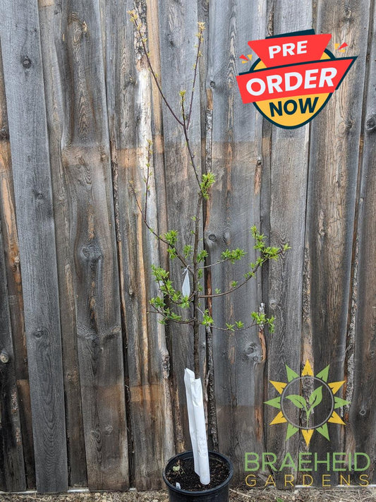 Mount Royal Plum- Tree for sale, Grown in Grande Prairie -Braeheid Gardens Ltd. on Emerson Trail