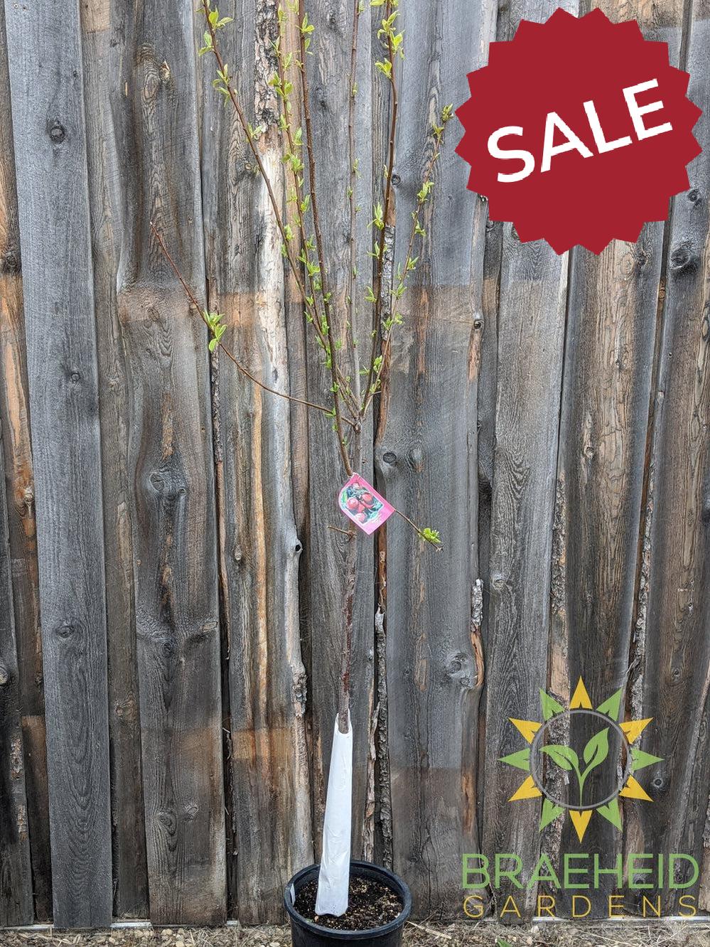 Pembina Plum- Tree for sale, Grown in Grande Prairie -Braeheid Gardens Ltd. on Emerson Trail