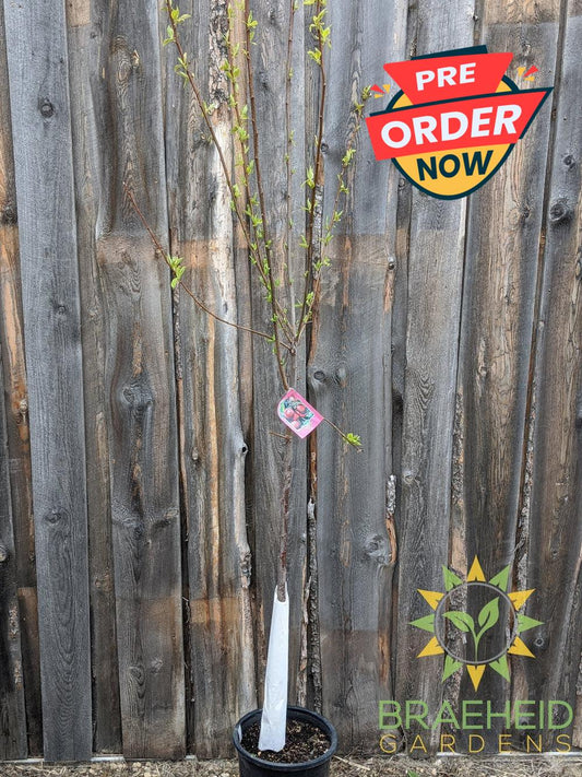 Pembina Plum- Tree for sale, Grown in Grande Prairie -Braeheid Gardens Ltd. on Emerson Trail