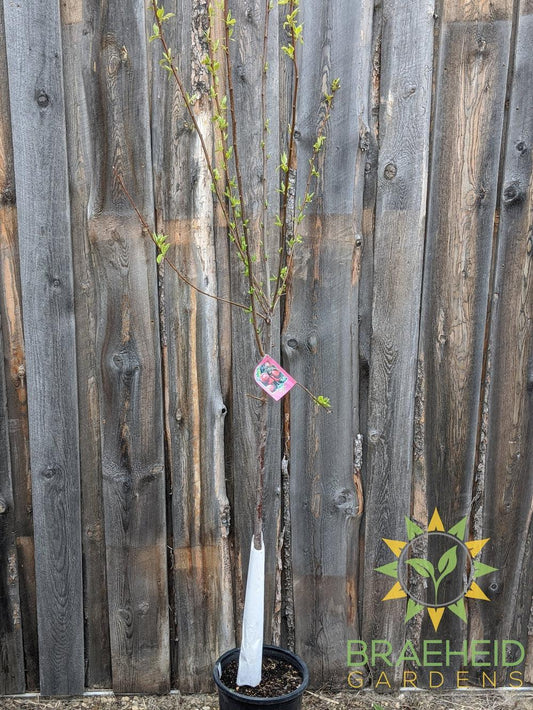 Pembina Plum- Tree for sale, Grown in Grande Prairie -Braeheid Gardens Ltd. on Emerson Trail