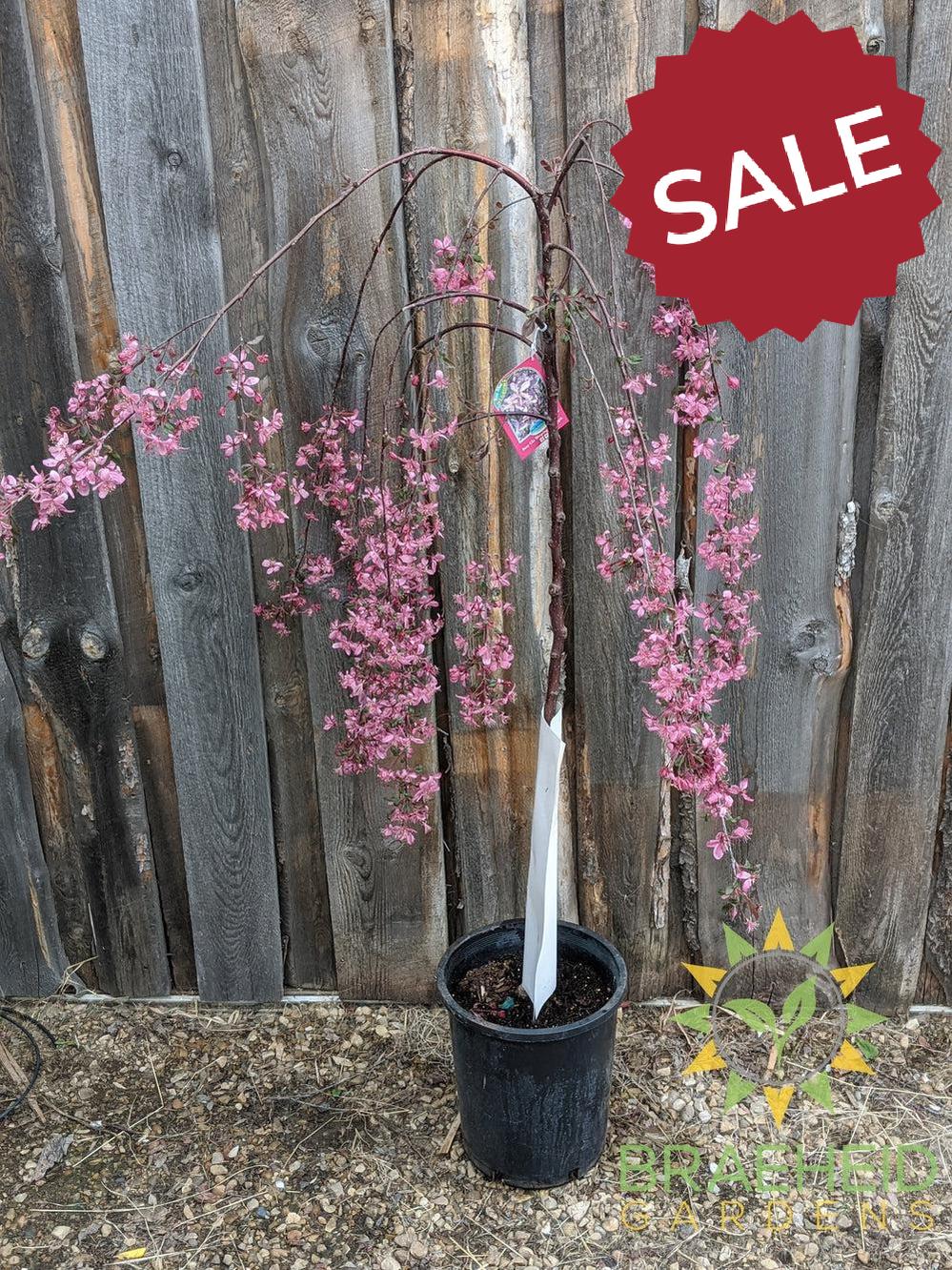 Rosy Glo Weeping Crabapple- Tree for sale, Grown in Grande Prairie -Braeheid Gardens Ltd. on Emerson Trail