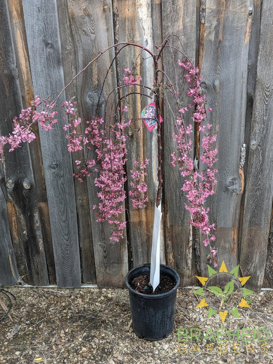 Rosy Glo Weeping Crabapple- Tree for sale, Grown in Grande Prairie -Braeheid Gardens Ltd. on Emerson Trail