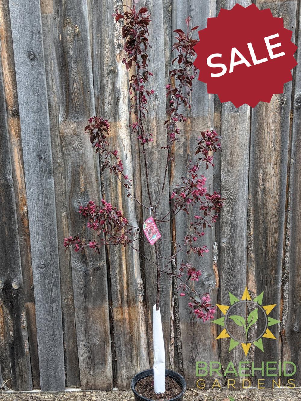 Royalty Flowering Crabapple- Tree for sale, Grown in Grande Prairie -Braeheid Gardens Ltd. on Emerson Trail