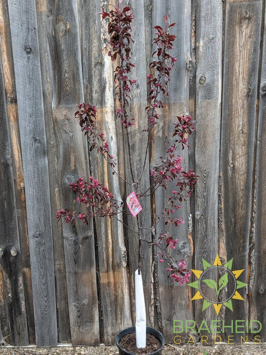 Royalty Flowering Crabapple- Tree for sale, Grown in Grande Prairie -Braeheid Gardens Ltd. on Emerson Trail