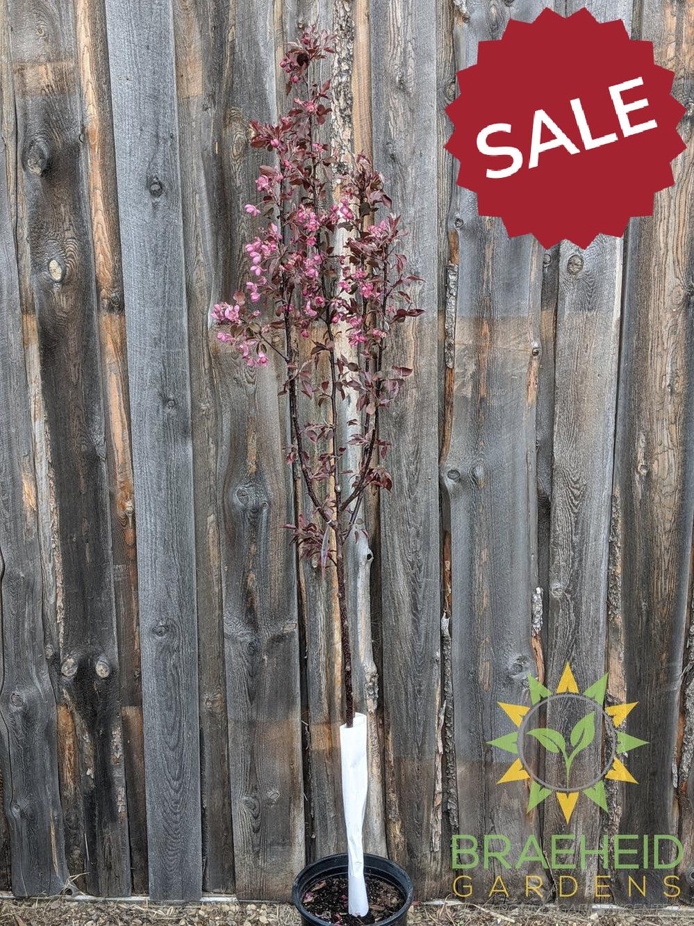 Thunderchild Flowering Crabapple- Tree for sale, Grown in Grande Prairie -Braeheid Gardens Ltd. on Emerson Trail