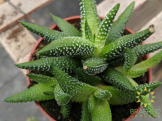 Haworthia radula