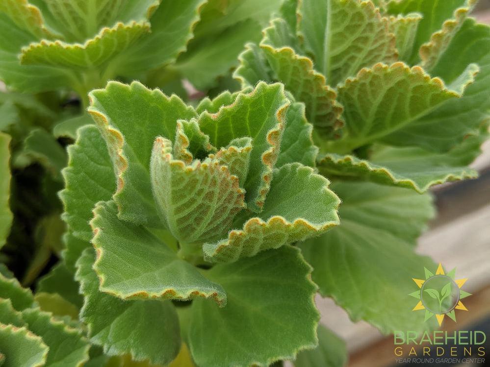 Piss Off Plant -NO SHIP-