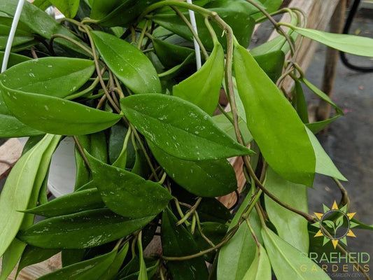 Hoya pubicalyx leaf shape