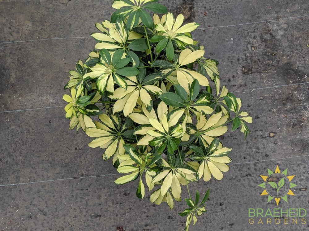 Large Schefflera Arboricol Trinette - NO SHIP