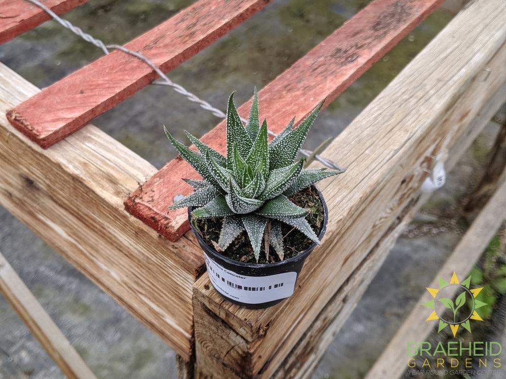 Haworthia Concolor