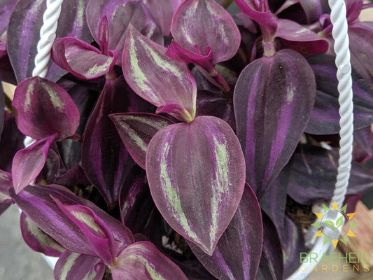Red Wandering Jew Hanging Basket