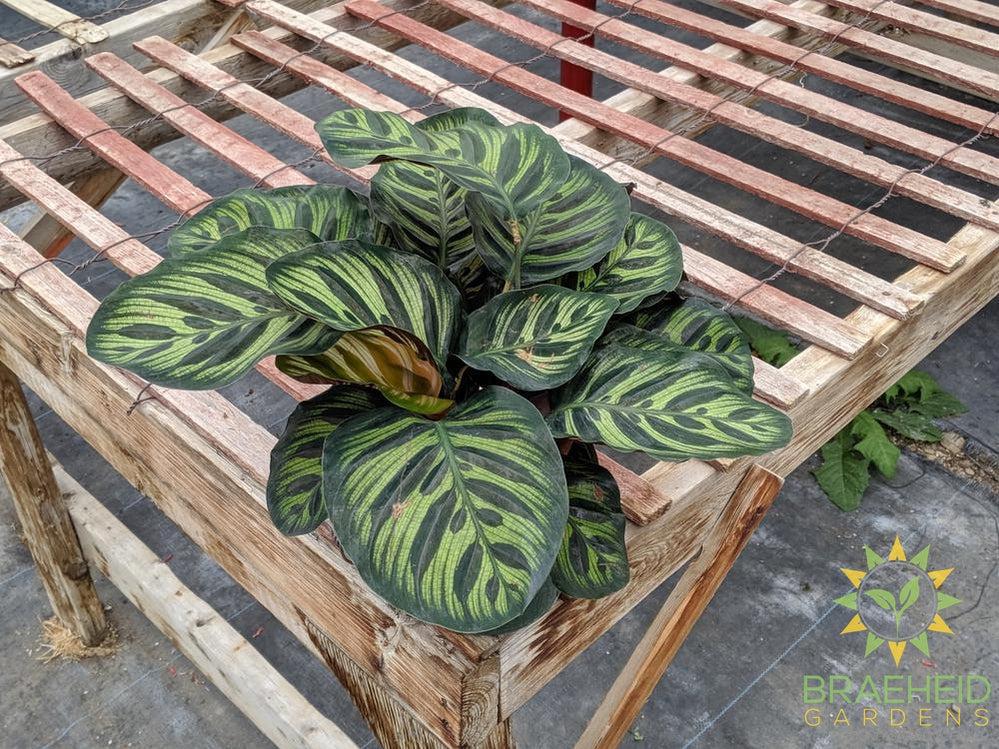 Calathea Makoyana plant