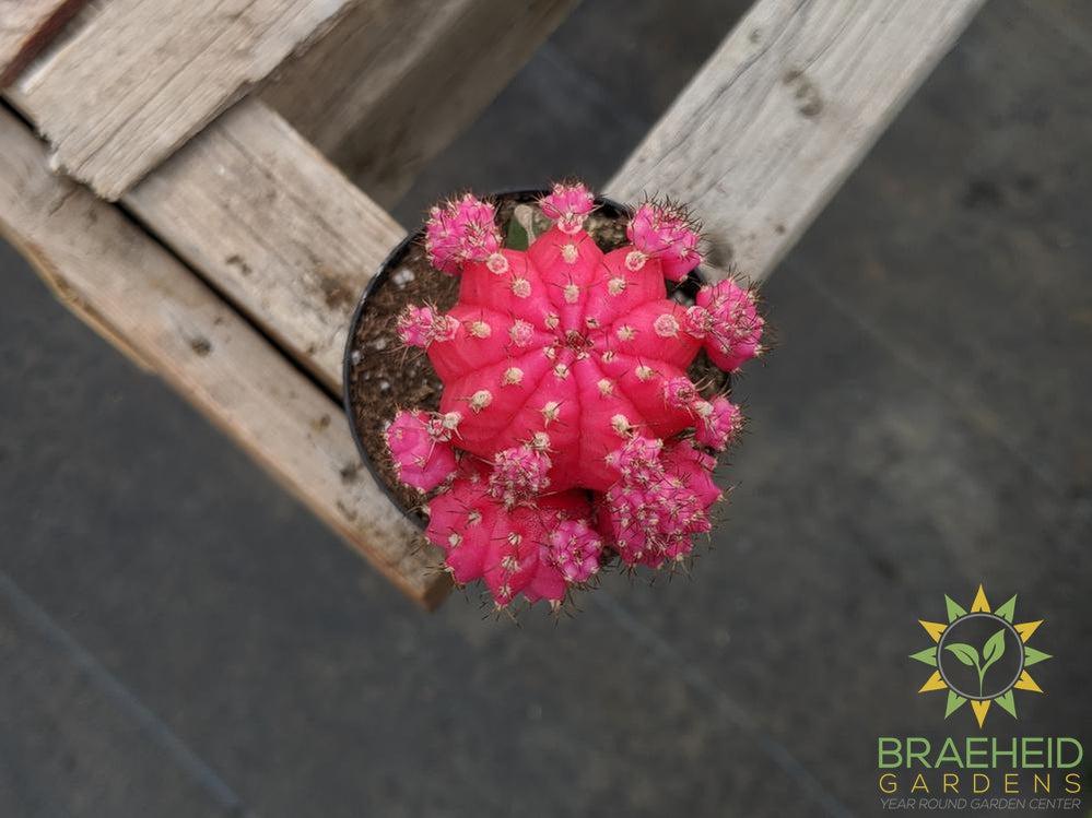 Grafted Cactus