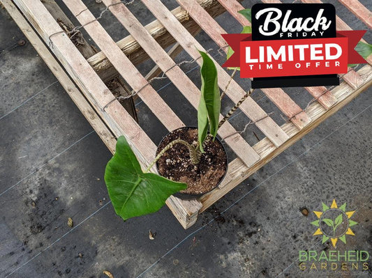 Alocasia Zebrina Tiger