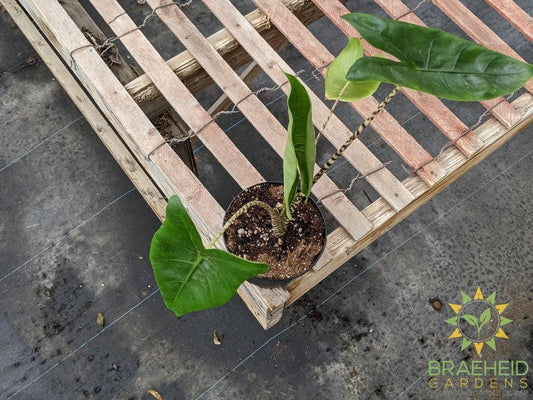 Alocasia Zebrina Tiger